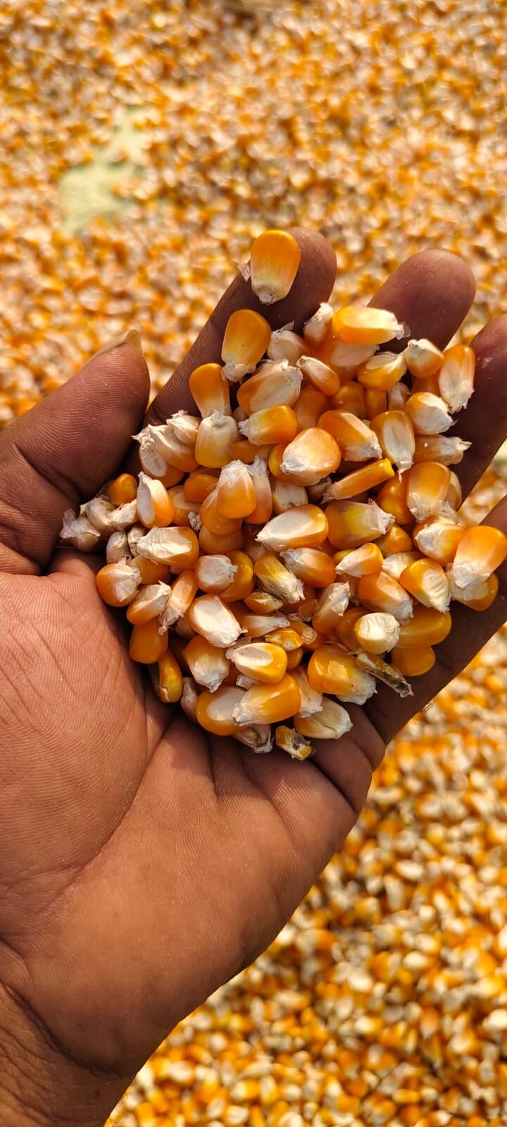Handful of golden maize kernels